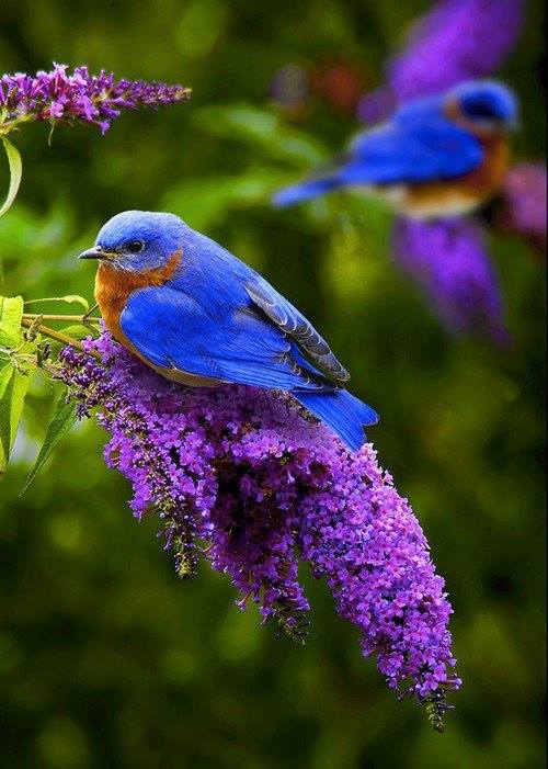 blue-bird